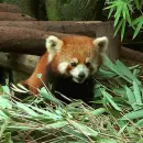 red panda
