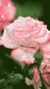 pink rosa