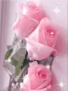 pink rosa