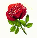 red rosa