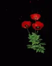 red flowers