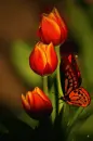 red tulips