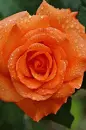 orange tulip