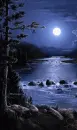 nature in the night