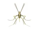 mosquito