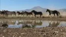 arabians horse