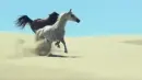 arabian horses