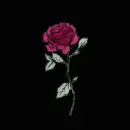 red rosa