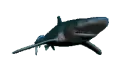 shark