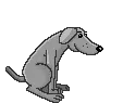 grey dog
