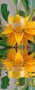 yellow flower