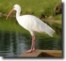 Hóbatla(Eudocimus albus)