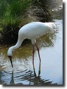 Hódaru(Grus leucogeranus) 
