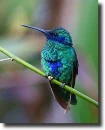 Ibolyakolibri (Colibri coruscans)