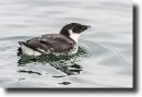 Elzúgtalak(Synthliboramphus antiquus) 