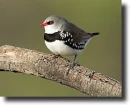 Gyémántpinty(Stagonopleura guttata)