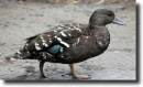 Afrikai fekete réce(Anatidae)