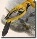 Arany trupial(Icterus auratus)