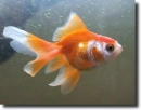 gold fish