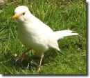 Albino blackbird