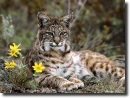 Lynx