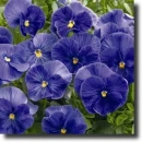 Blue pansy