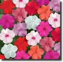 Impatiens