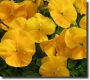 Yellow pansy