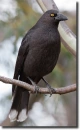 Strepera fuliginosa