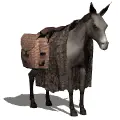 mule