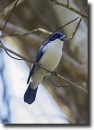 Azúrkék vanga (Cyanolanius madagascarinus)