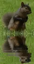 black squirrel