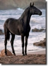 black horse