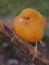 canary