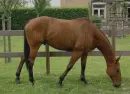 brown horse