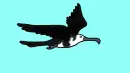 white-black bird