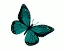 blue butterfly