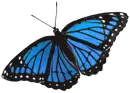 blue butterfly