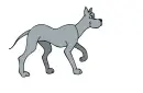 grey dog