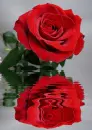 red rosa