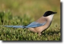 blue jay