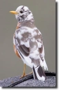 american robin