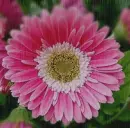 pink gerbera