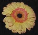 gerbera