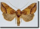 Arany bagolylepke(Panchrysia deaurata)