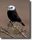 Arundinicola leucocephala