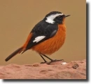 Phoenicurus moussieri