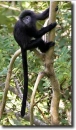 Black  langur