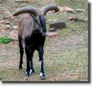 Bharal