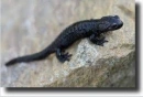 Black salamandra